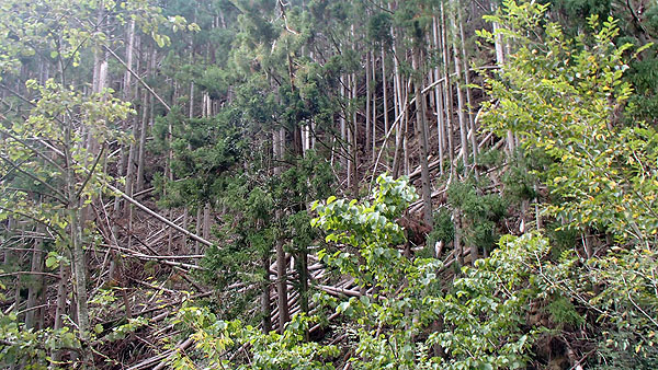 木が激しく倒れた場所